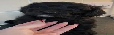 Cockapoo 3