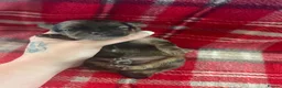 Pomchi dogs for sale: Pomchi Puppies - Advert 17