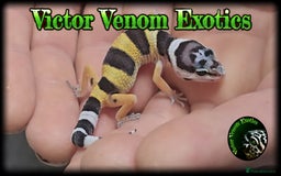 Leopard Gecko reptiles for sale: I Have 4 gorgeous Leopard Geckos available  - Image 4