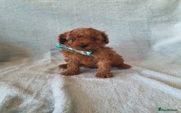 Toy Poodle dogs for sale: Red KC Toy Poodle small puppies - Image 2