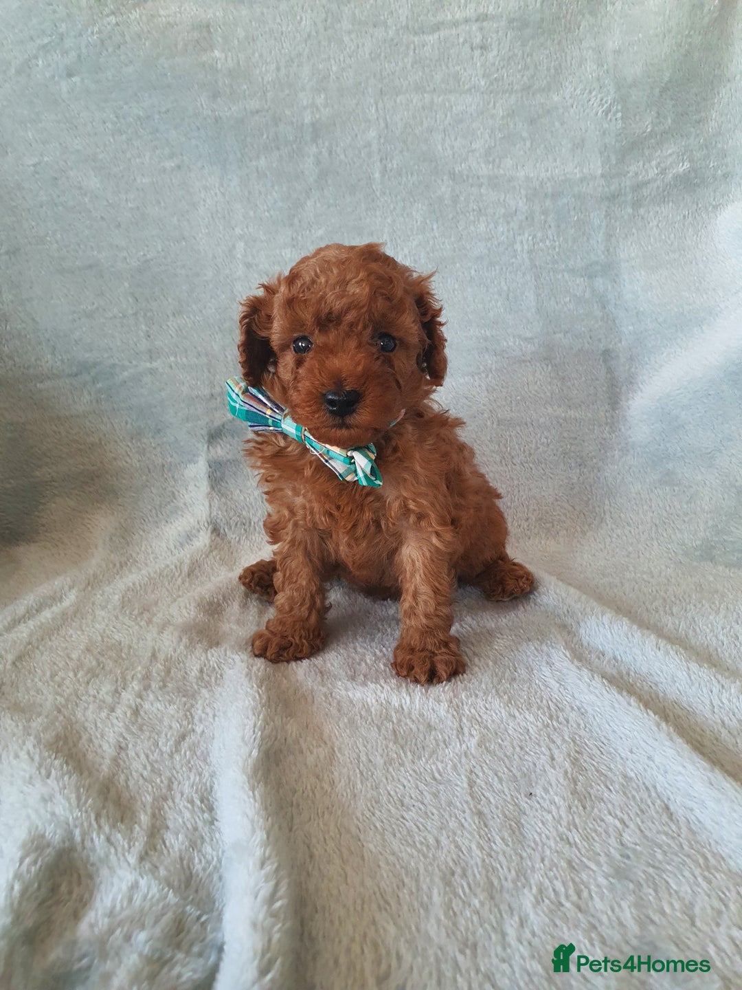 Toy Poodle dogs for sale: Red KC Toy Poodle small puppies - Image 2