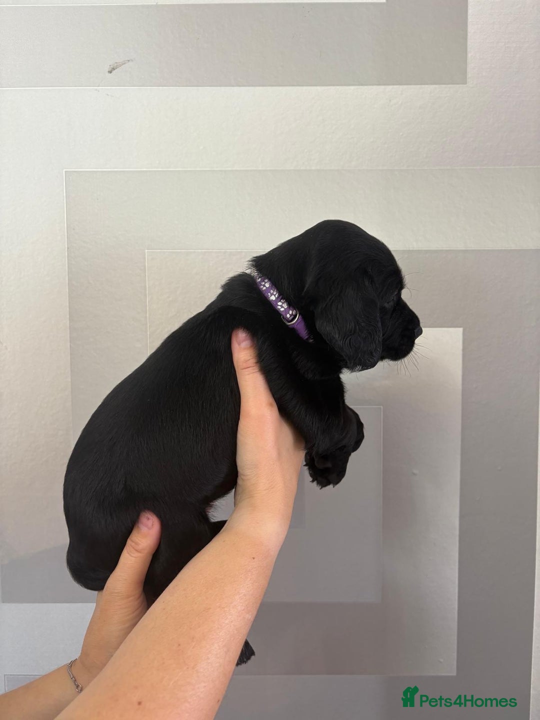 Cockerdor dogs for sale: Cockador puppies  - Image 25