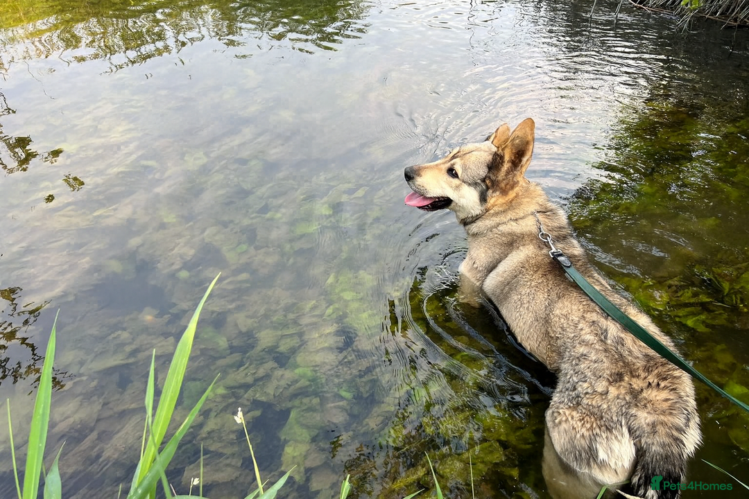Anatolian Shepherd dogs for sale: Guardian dog Armenian shepherd  - Image 3