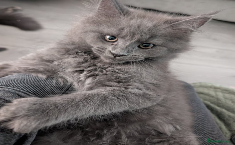 Maine Coon cats - Advert 3