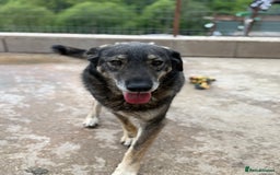Mixed Breed dogs for adoption: Pepper is looking for a family  - Image 5