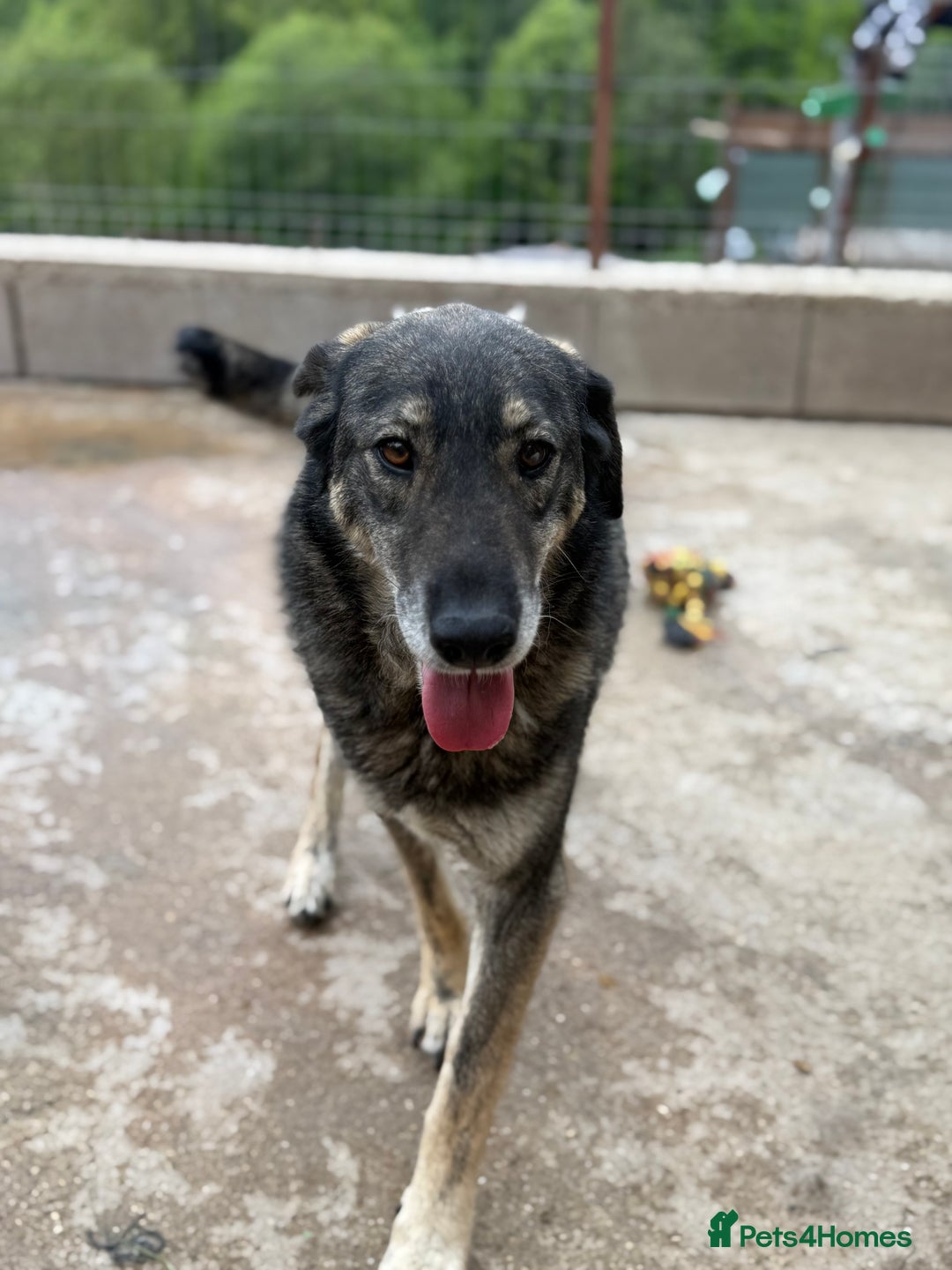 Mixed Breed dogs for adoption: Pepper is looking for a family  - Image 5