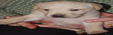 Labrador Retriever 2