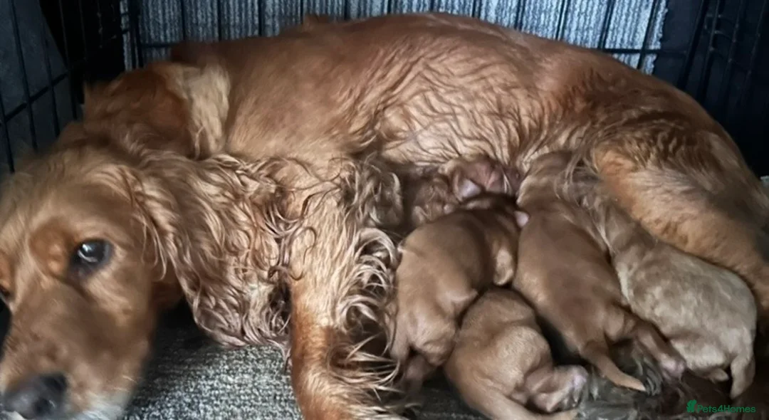 Cockapoo dogs for sale: Beautiful Red Cockerpoo Puppies - Advert 2