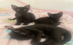 Mixed Breed cats for sale: Sphynx cross kittens  - Image 4