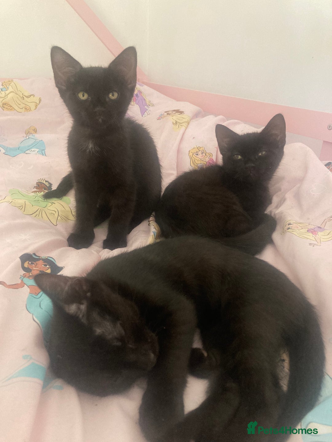 Mixed Breed cats for sale: Sphynx cross kittens  - Image 4