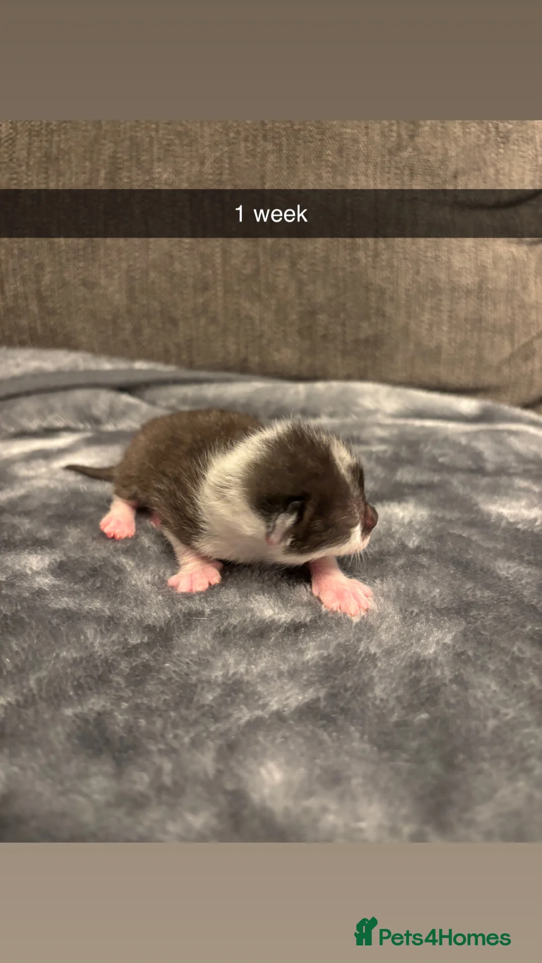 Domestic Shorthair cats for sale: 4 baby kittens  - Advert 2