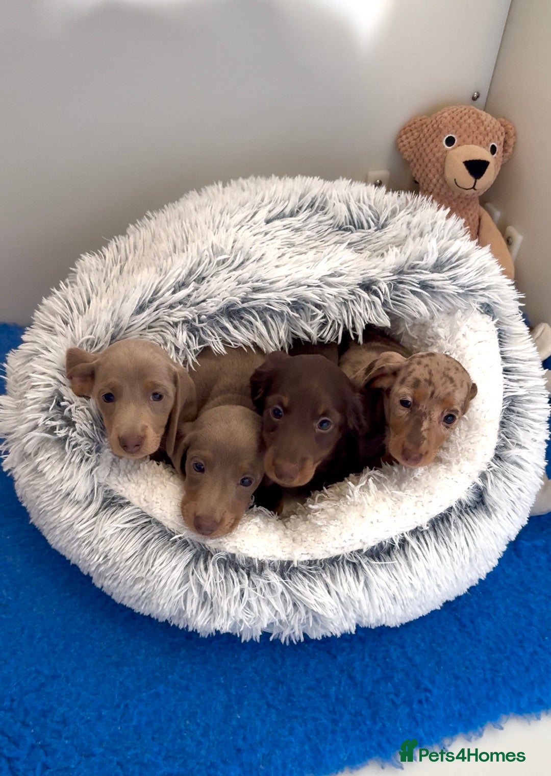 Miniature Dachshund dogs for sale: Quality long hair & smooth miniature Daxi puppy’s - Advert 1
