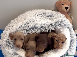 Miniature Dachshund dogs Quality long hair & smooth miniature Daxi puppy’s - Advert 6