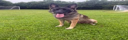 Belgian Shepherd Dog dogs for sale: FEMALE BELGIAN MALINIOS PUPPY - Advert 6