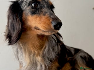 Miniature Dachshund dogs in Southampton - Advert 17