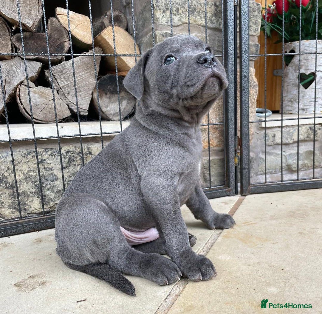 Staffordshire Bull Terrier dogs for sale: Perfect Pure Staffordshire Bull Terrier Puppies - Image 9