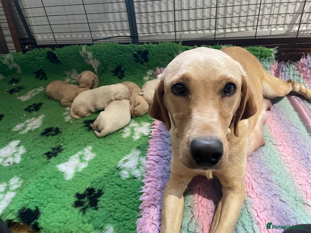 Labrador Retriever dogs for sale: Labrador puppies 5 gen pedigree health tested - Image 20
