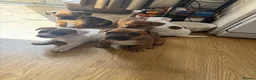 Mixed Breed dogs for sale: 5 Beautiful pups  in Stratford-upon-Avon - Advert 10