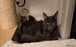 Maine Coon cats for sale: Shadow, smoky maine coon - Image 4