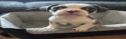 French Bulldog dogs for sale: Husky Koi French Bulldogs  - Advert 20