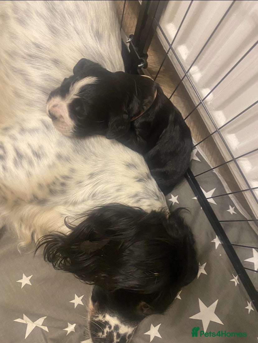 Sprocker dogs 3 beautiful Sprocker pups - Advert 2