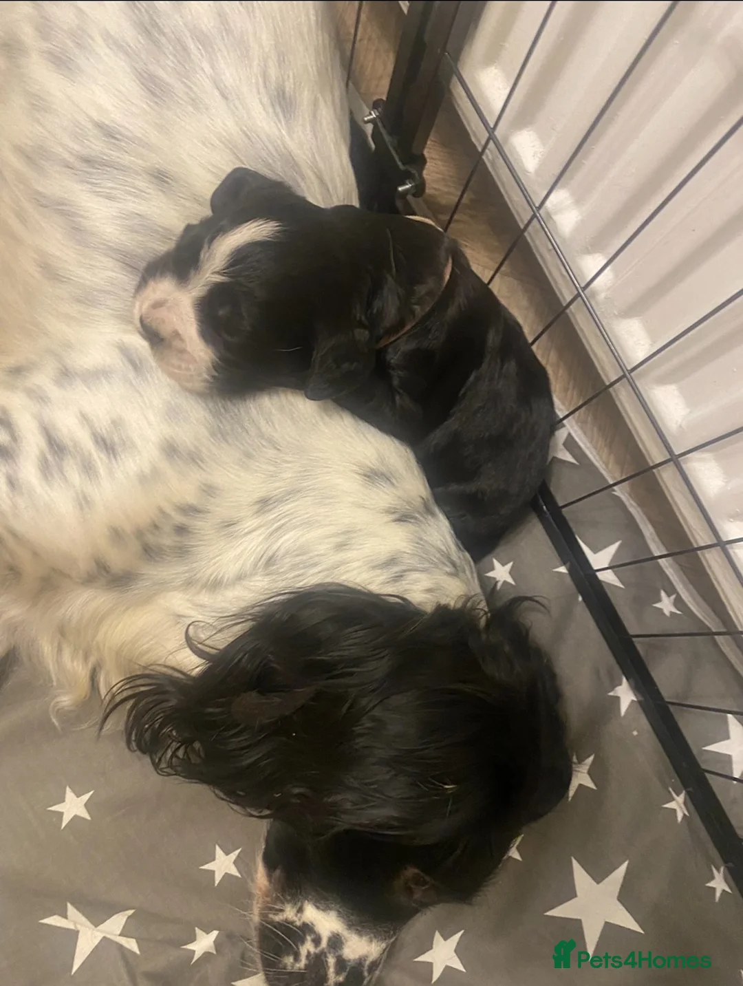 Sprocker dogs for sale: 3 beautiful Sprocker pups - Advert 2