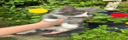 Maine Coon cats for sale: Pure Maine Coon kittens - Advert 24