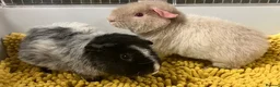 Guinea Pig rodents for sale: Teddy type boys/boars/males in Swindon - Advert 10