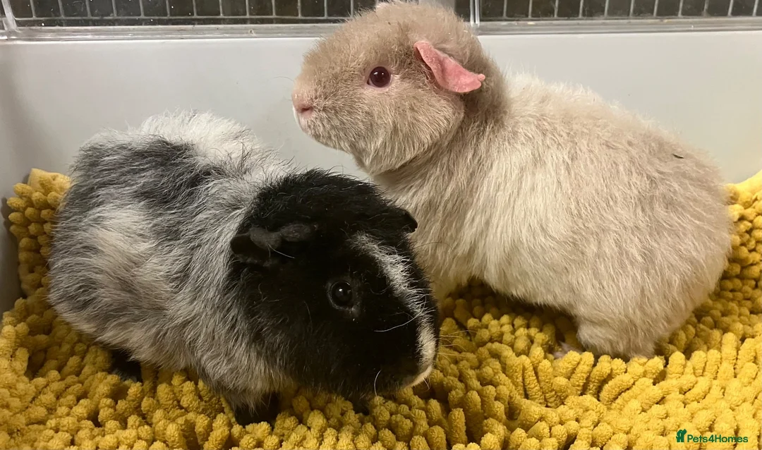 Guinea Pig rodents for sale: Teddy type boys/boars/males in Swindon - Advert 10