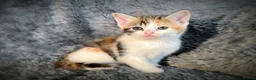 Mixed Breed cats for sale: 9 beautiful kittens looking for new homes  - Advert 21