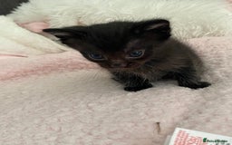 Mixed Breed cats for sale: 6 adorable kittens  - Image 12