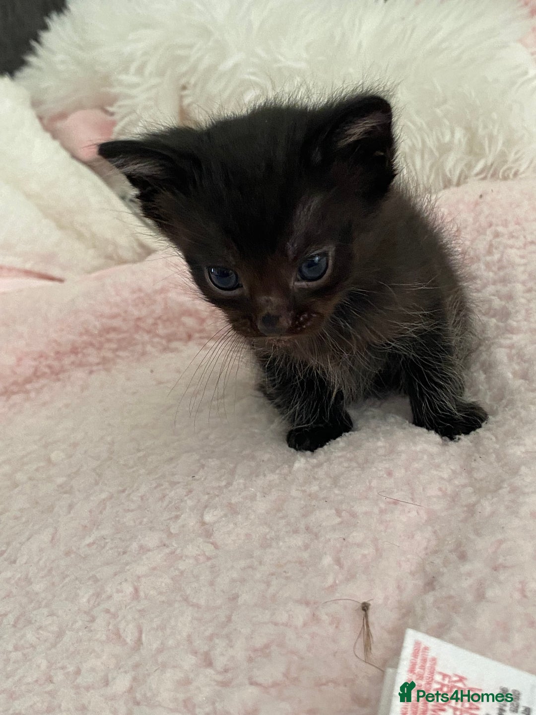 Mixed Breed cats for sale: 6 adorable kittens  - Image 12