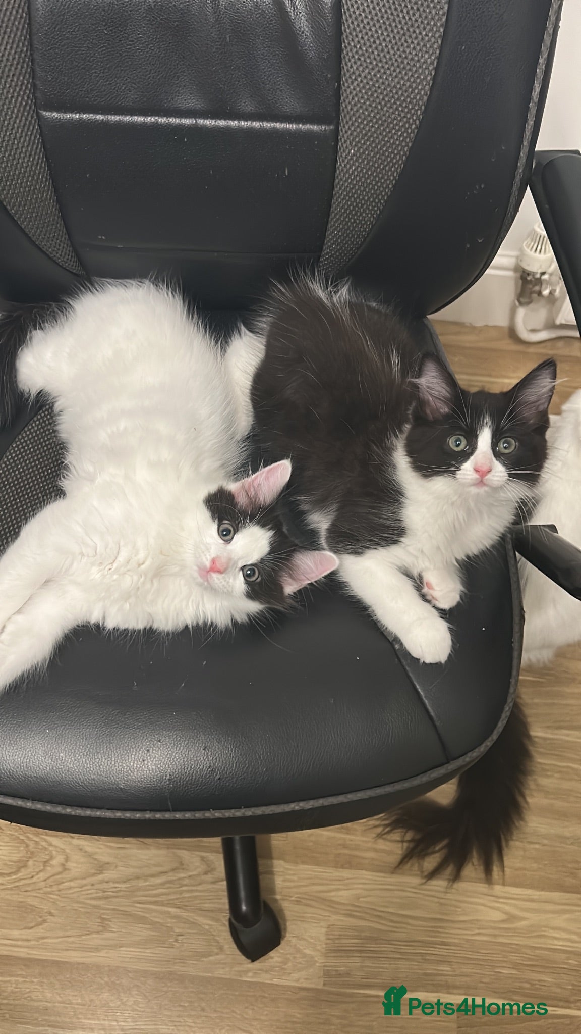 Ragdoll cats 🐾 2 Beautiful Ragdoll Cross Kittens left 🐾 - Advert 1