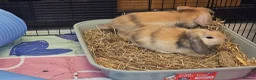 Mixed Breed rabbits for sale: 8 babies bunnies - Advert 14