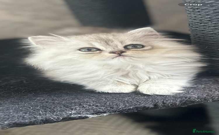 Persian cats - Advert 8