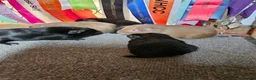 Guinea Pig rodents for sale: Baby boys to go in pairs - Advert 3