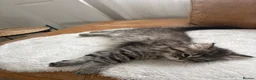 Persian cats for sale: Persian Chinchilla Male😻 - Advert 9