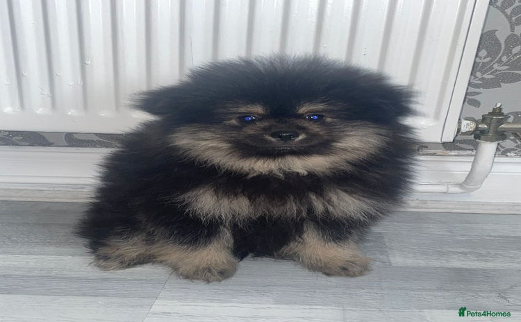 Pomeranian dogs - Advert 14