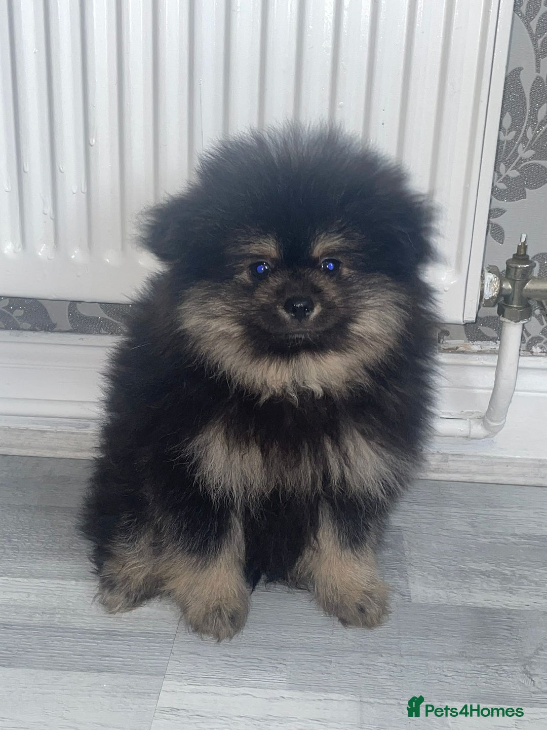 Pomeranian dogs for sale: High quality Pomeranian puppies  - Image 1