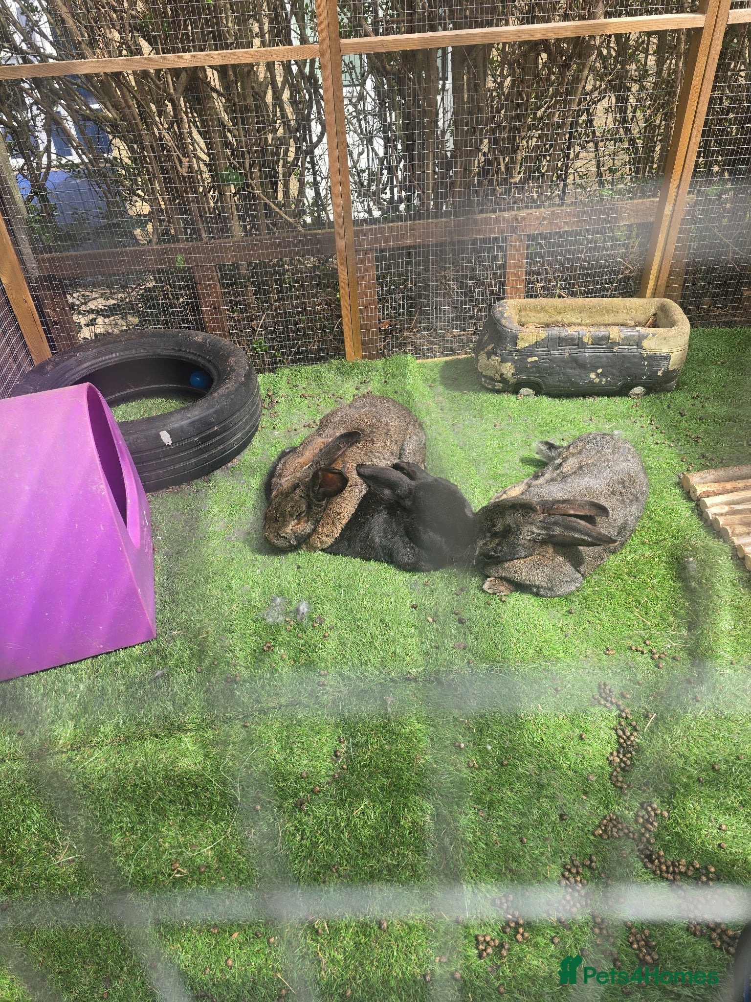 Continental Giant rabbits 3 giant continental bunnies brothers all neutered  - Advert 1