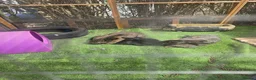 Continental Giant rabbits for sale: 3 giant continental bunnies brothers all neutered  - Advert 1