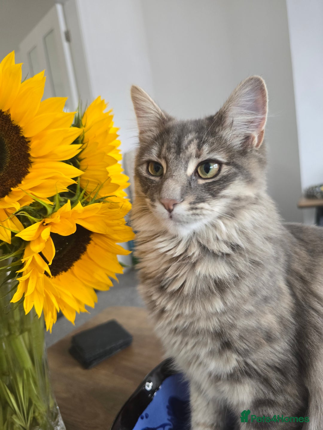 Mixed Breed cats for sale: Darcy looking for her forever home  - Image 10