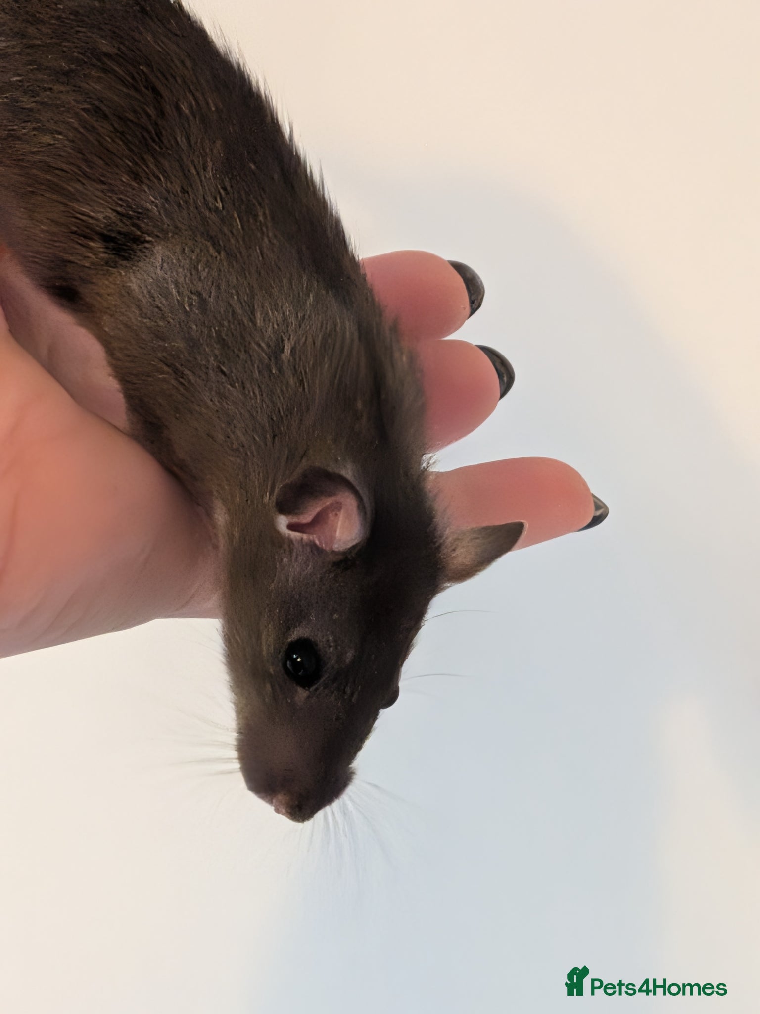 Rat rodents 2x female halfie rats. 6 weeks old - Advert 15