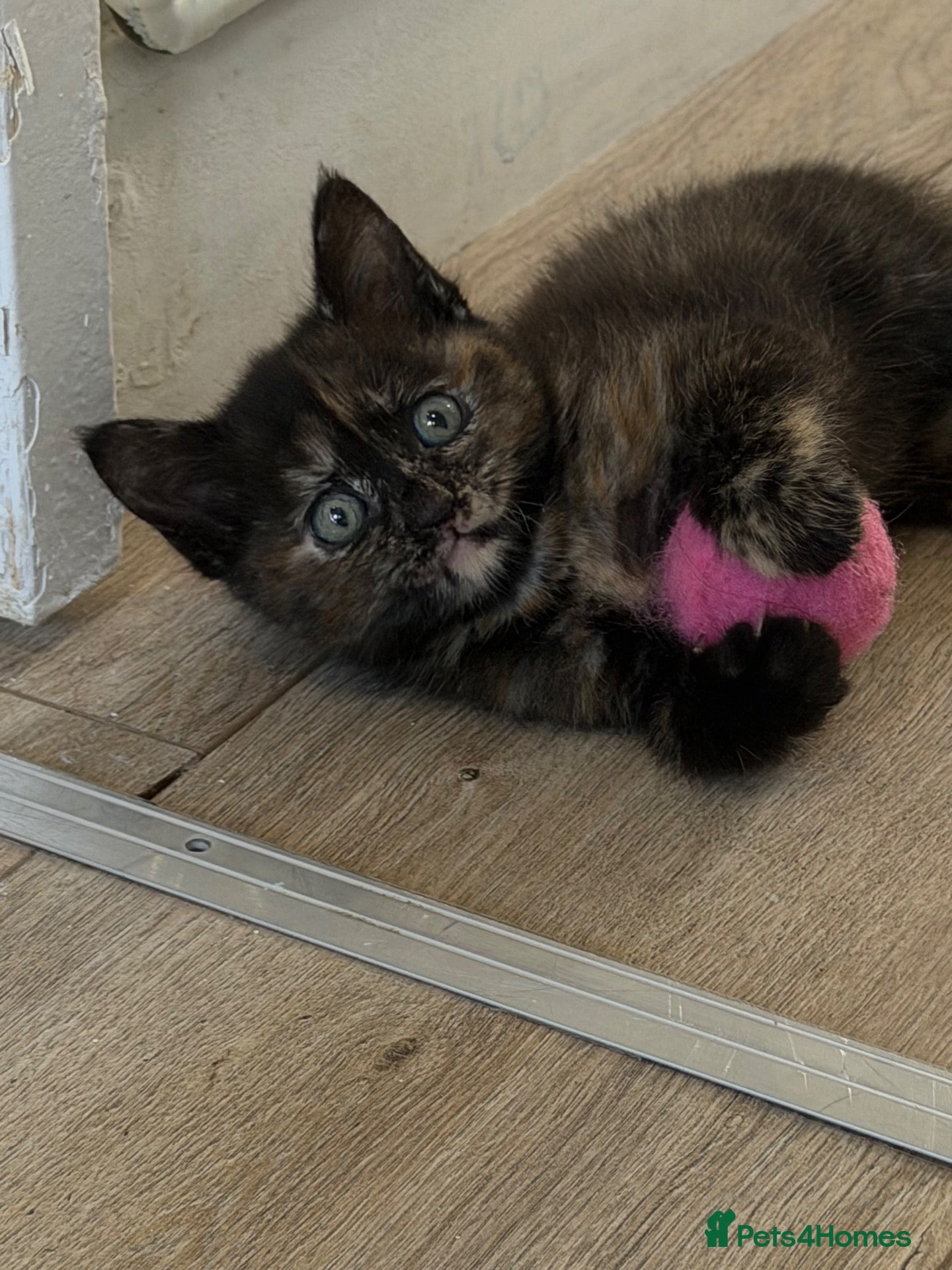 Mixed Breed cats Tortie female - Advert 1