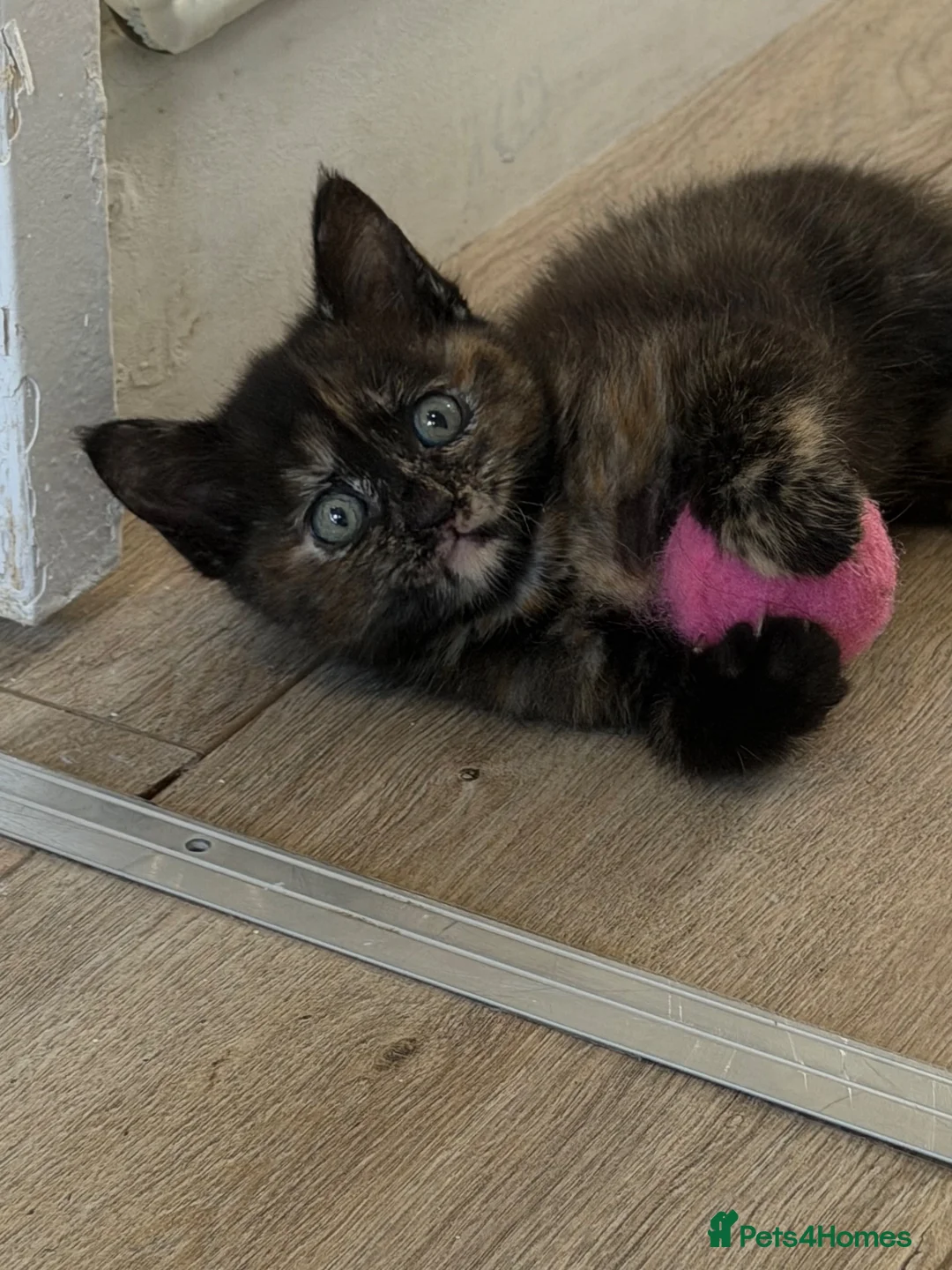 Mixed Breed cats for sale: Tortie female - Advert 1