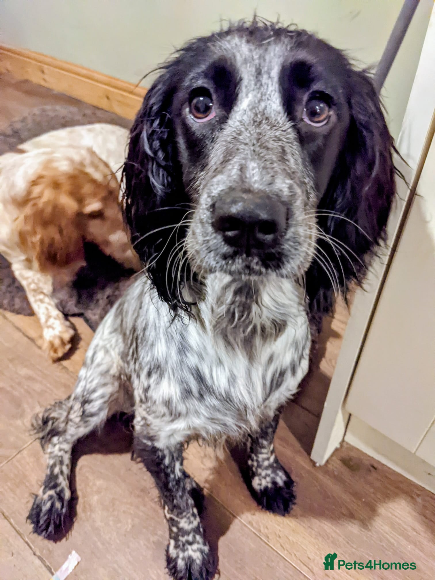 Cockapoo dogs Mixed coloured Cockapoo Puppies  - Advert 11