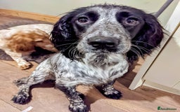 Cockapoo dogs for sale: Mixed coloured Cockapoo Puppies  - Image 1
