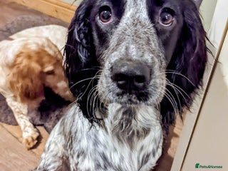 Cockapoo dogs for sale - Advert 1