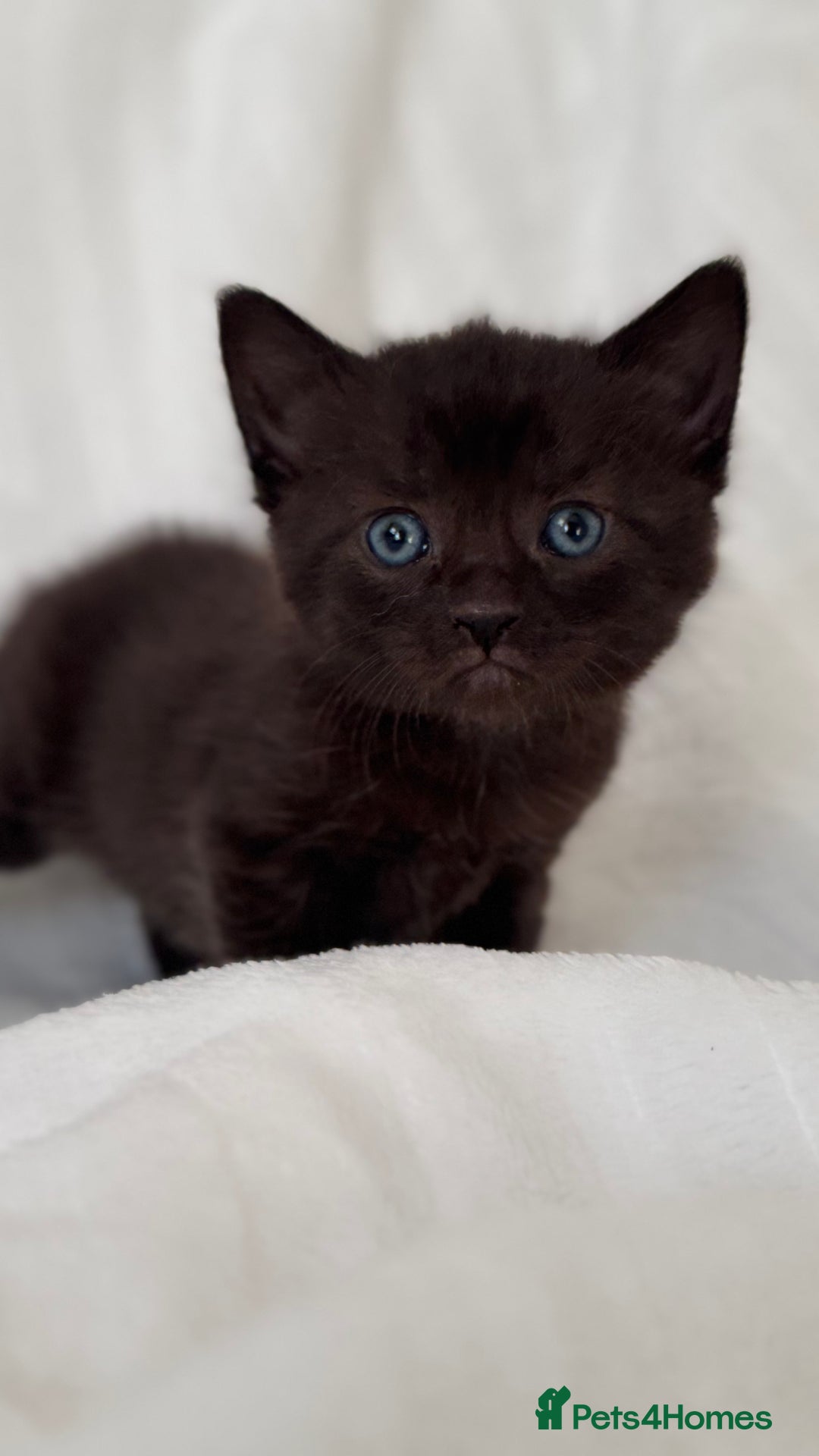 Sphynx cats for sale: ADORABLE KITTENS AVAILABLE - Advert 2