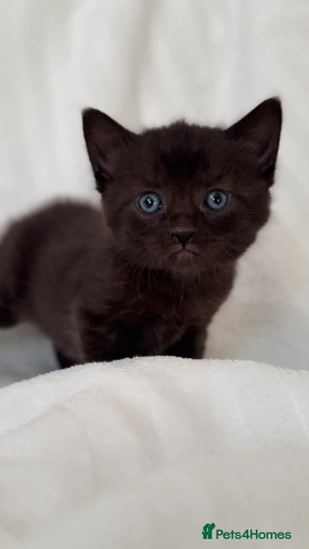 Sphynx cats for sale: ADORABLE KITTENS AVAILABLE - Advert 2